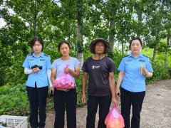 焦苹果、蜜桃、大樱桃等从导果品开展专项抽检